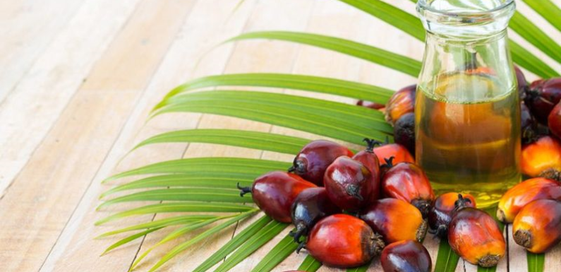 PAY ATTENTION TO A NEW BIG EUROPEAN CENTERED SMEAR CAMPAIGN ON PALM OIL