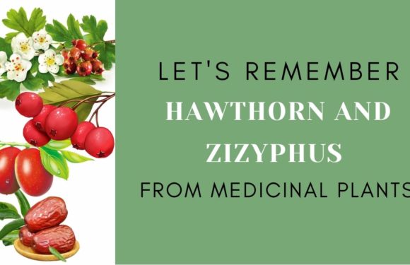 LET’S REMEMBER HAWTHORN AND ZIZYPHUS FROM MEDICINAL PLANTS